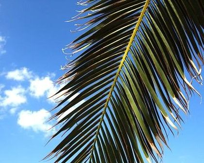 Palmovi klonki