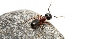 Mravka